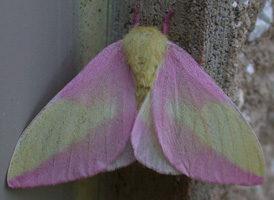 Rosy Maple Moth